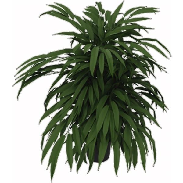 Preview: Kunstpflanze Ficus 360Blatt Höhe 800mm Kunststofftopf
